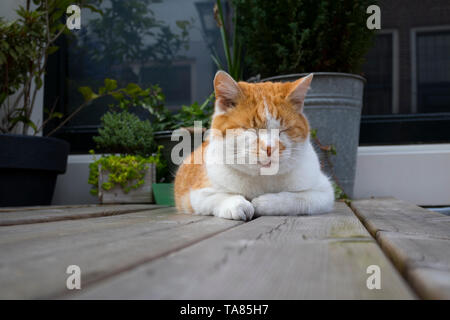 Relaxed sleeping red and white cat on a wooden garden table