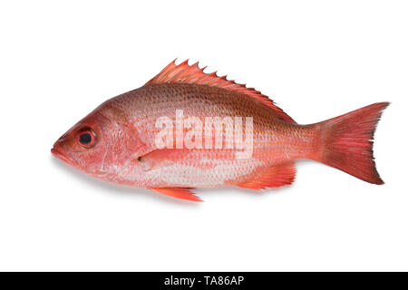 Single Northern red snapper isolated on white background Stock Photo