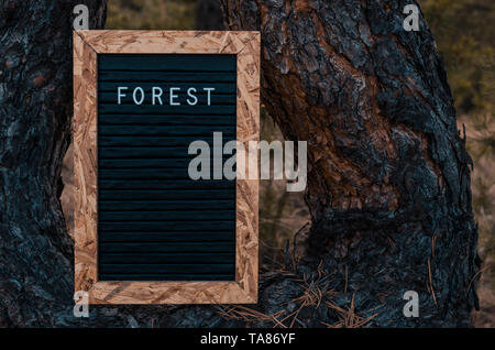 Letter board with inscription forest installed on a pine tree in forest. Stock Photo