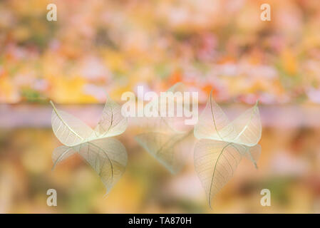 Transparent white leaves are on mirror surface with reflection on yellow-orange background, abstract macro with bokeh. Artistic image of ship in lake  Stock Photo