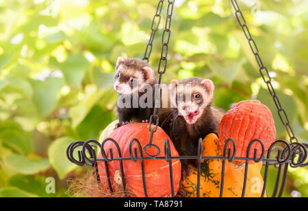 Two cute pet ferrets (Mustela putorius furo), a domesticated form of the European polecat, sitting together in a basket with pumpkins in a garden Stock Photo