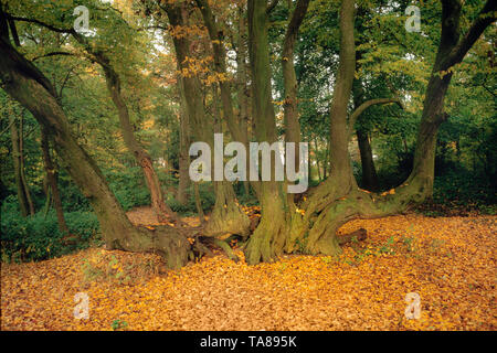 Spreading mature tree trunk & branches, autumn forest floor covered in fallen leaves Stock Photo