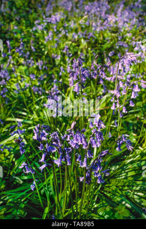 Bluebells, Hyacinthoides non-scripta Stock Photo