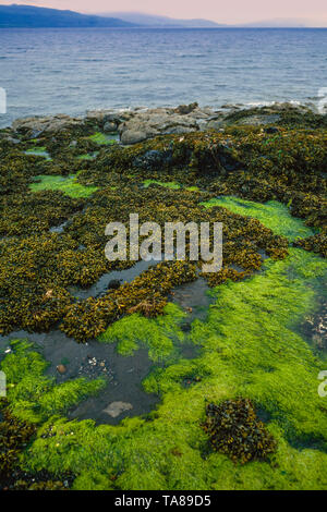 Green seaweed, Cladophora rupestris, Bladder wrack, Fucus vesiculosis, sound of Mull, Scotland, UK Stock Photo