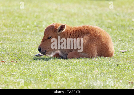 A bison calf naps in the afternoon sun in Mammoth Hot Springs at Yellowstone National Park  May 11, 2019 in Yellowstone, Wyoming. Stock Photo