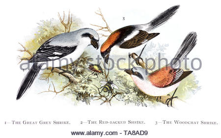 Great Grey Shrike (Lanius excubitor), Red Backed Shrike (Lanius collurio) and The Woodchat Shrike (Lanius senator), vintage illustration published in 1898 Stock Photo