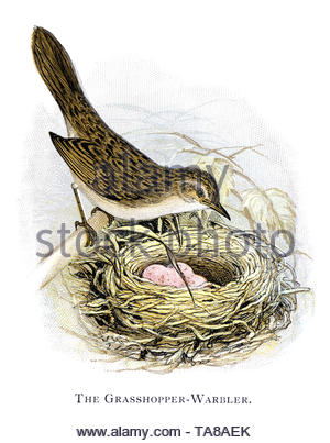 Common Grasshopper Warbler (Locustella naevia) at the nest with eggs, vintage illustration published in 1898 Stock Photo