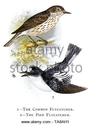Common Spotted Flycatcher (Muscicapa striata) and Pied Flycatcher (Ficedula hypoleuca), vintage illustration published in 1898 Stock Photo