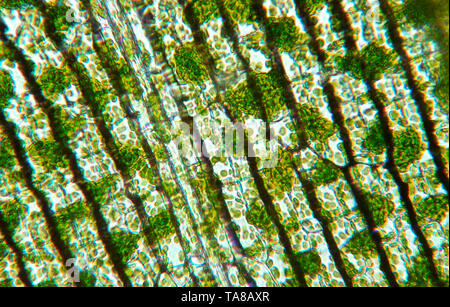 elodea cells under a microscope