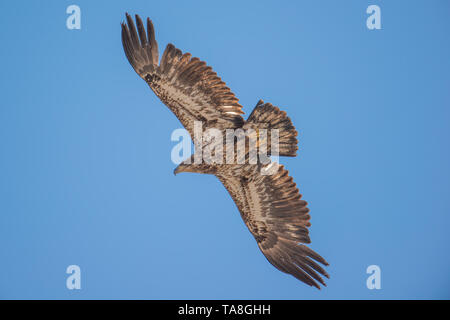Bald eagle (immature) isolated and soaring in the blue skies during early spring migrations in the Crex Meadows Wildlife Area in Northern Wisconsin Stock Photo