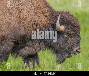 Closeup of buffalo in Custer State Park in South Dakota Stock Photo