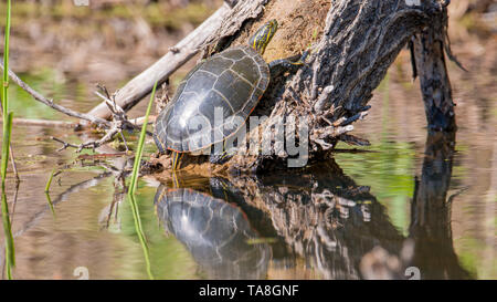 Big painted turtle on log coming out of water - pretty reflection of turtle on the water - taken in the Minnesota Valley Wildlife Refuge Stock Photo