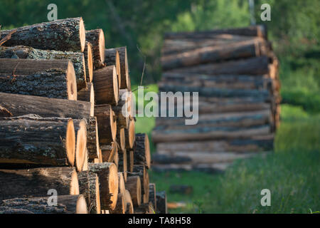 Piles of stacked logged trees from Governor Knowles State Forest in Northern Wisconsin - DNR has working forests that are harvested Stock Photo