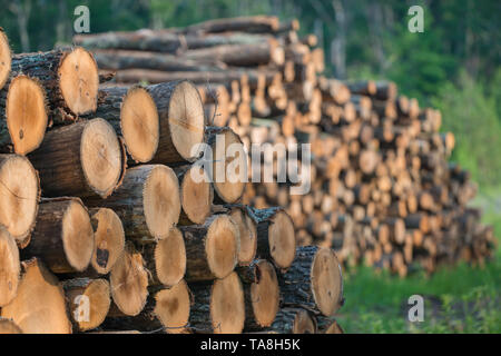 Piles of stacked logged trees from Governor Knowles State Forest in Northern Wisconsin - DNR has working forests that are harvested Stock Photo