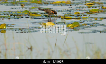 Red-winged blackbird hunting / feeding on the lily pads in a lake in the summer - Crex Meadows Wildlife Area in Northern Wisconsin Stock Photo