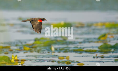 Red-winged blackbird flying over the lily pads on a lake - summertime in the Crex Meadows Wildlife Area in Northern Wisconsin Stock Photo