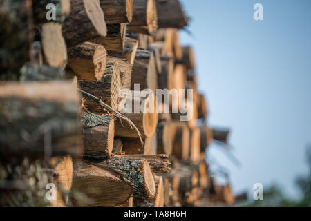 Piles of stacked logged trees from Governor Knowles State Forest in Northern Wisconsin - DNR has working forests that are harvested Stock Photo