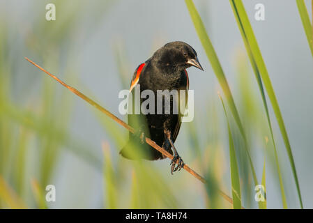 Red-winged blackbird perched in the grasses on a lake in the summer at Crex Meadows Wildlife Area in Northern Wisconsin Stock Photo