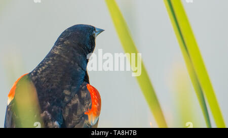 Red-winged blackbird perched in the grasses on a lake in the summer at Crex Meadows Wildlife Area in Northern Wisconsin Stock Photo