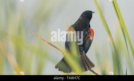 Red-winged blackbird perched in the grasses on a lake in the summer at Crex Meadows Wildlife Area in Northern Wisconsin Stock Photo