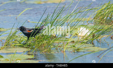 Red-winged blackbird hunting / feeding on the lily pads in a lake in the summer - Crex Meadows Wildlife Area in Northern Wisconsin Stock Photo