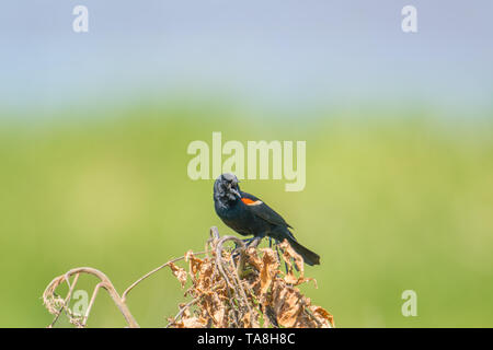 Red-winged blackbird perched in the grasses on a lake in the summer at Crex Meadows Wildlife Area in Northern Wisconsin Stock Photo