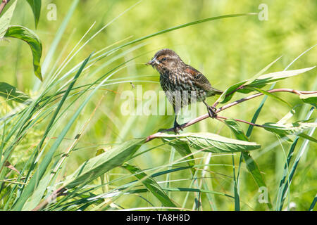 Female red-winged blackbird with hunted insect(s) hanging out of her mouth holding onto reeds in a sea of tall grasses on a windy day at the Crex Mead Stock Photo