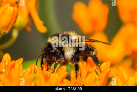 Orange-belted bumble bee on butterfly milkweed orange flower at the Crex Meadows Wildlife Area in Northern Wisconsin - Extreme closeup macro detail fo Stock Photo