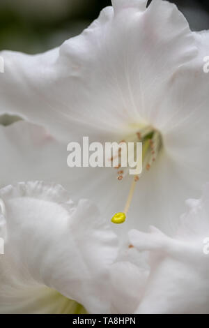 Azalea Rhs Rhododendron. Flowering Azalea at RHS Wisley Gardens, Surrey, England ...
