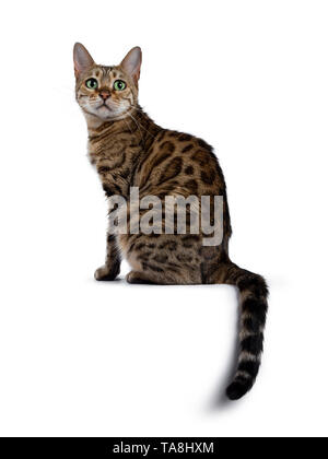 Pretty brown spotted female Bengal cat sitting side wards / backwards like Egyptian god. Looking above lens with mesmerizing green eyes. Tail hanging  Stock Photo