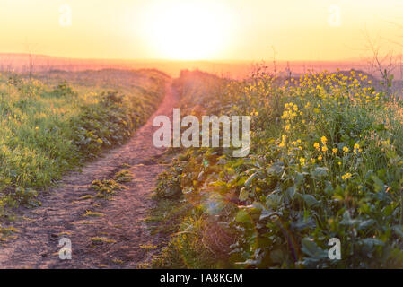 A warm sunset over dirt hiking trails in field of mustard Stock Photo