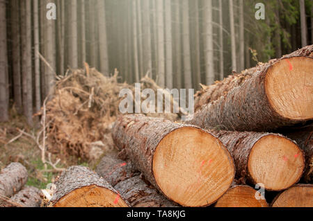 Fresh cut wood in the forest - Germany Stock Photo