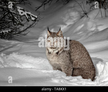 The Canada lynx, Lynx canadensis is native to North America. It can be found in Canada, Alaska and into Rocky Mountains and New Mexico. Stock Photo