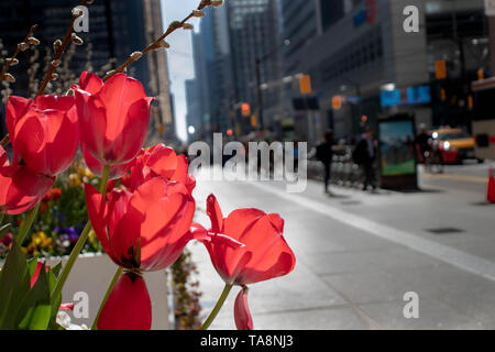 Red tulips in the middle of downtown Stock Photo