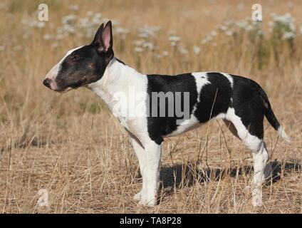 Miniature bull terrier, black-white, 8 months, standing in meadow, Germany Stock Photo