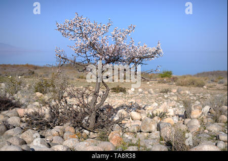 A wild apricot tree in the Issyk Kul lake Stock Photo