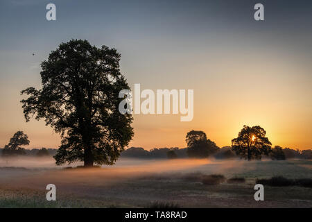 Sunrise in Berkshire, mist lying on the fields, with the glow of the morning sun shining through and reflecting off the trees. Taken in May at 5:30am Stock Photo