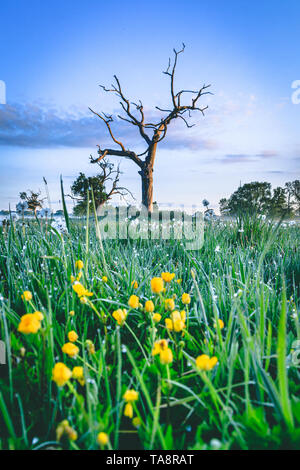 Sunrise in Berkshire, mist lying on the fields, with the glow of the morning sun shining through and reflecting off the trees. Taken in May at 5:30am Stock Photo