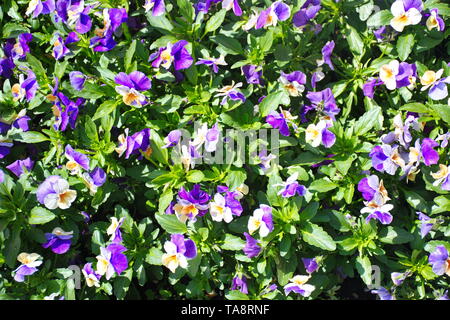 High angle view of green flowers on green background Stock Photo