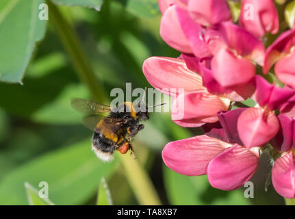 Buff-tailed bumblebee (Bombus terrestris) hovering by a pink Lupin (Lupinus) flower in Spring (May) in West Sussex, England, UK. Bee. Bumble bee. Stock Photo