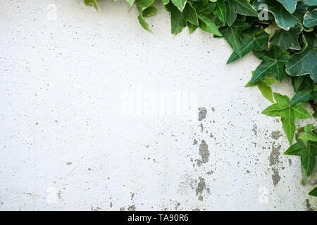 Rustic and damaged white wall half covered by Common Ivy. Also known as Hedera helix, English ivy or European ivy. Stock Photo