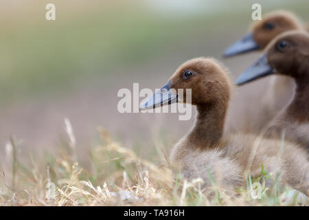 Portrait of three nice brown ducklings in the soft blur background Stock Photo