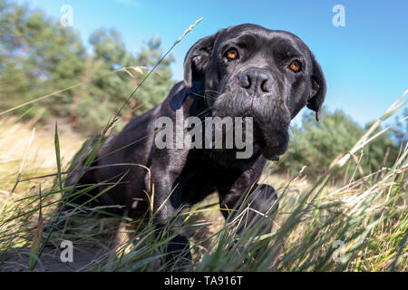 Frightened cane, corso dog in the meadow between the bents and high grass in richly blue sky background Stock Photo