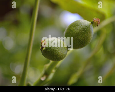 Unripe walnuts on a tree Stock Photo