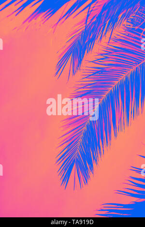 Palm leaves with sky. Tropical summer, sunny day. Vertical. Text space. Toned with neon pink , coral and blue Stock Photo