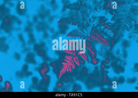 Neon toned fern leaves in nature. Pink, light blue Stock Photo