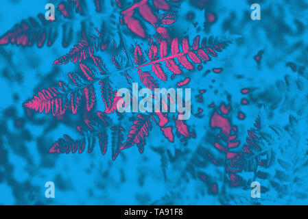 Neon toned fern leaves in nature. Pink, light blue Stock Photo