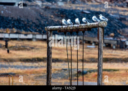 The sudden abandoned russian mining town Pyramiden. coal mine alongside the hill, sea gulls sitting on a swing, Isfjorden, Longyearbyen, Svalbard, Nor Stock Photo