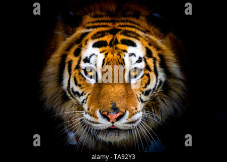 Siberian tiger, Panthera tigris altaica, also known as the Amur tiger. Stock Photo
