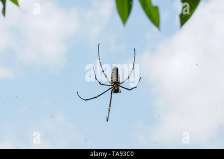 The Northern Golden Orb Weaver or Giant Golden Orb Weaver spider Nephila pilipes, ventral side. Bali, Indonesia Stock Photo